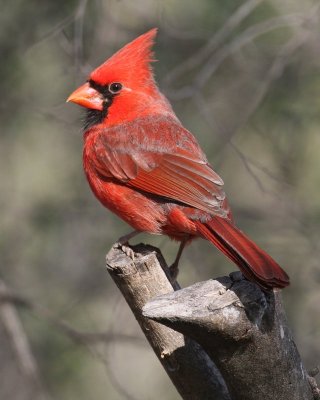 Northern Cardinal