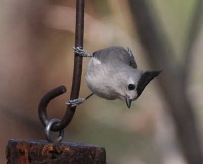 Black-crested Titmouse