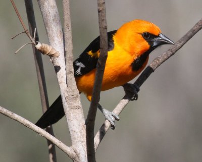 Altamiras Oriole