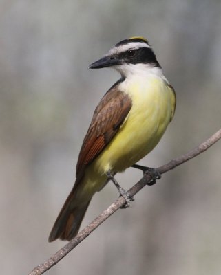 Great Kiskadee