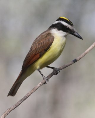 Great Kiskadee