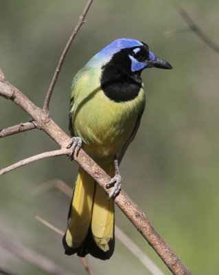 Green Jay