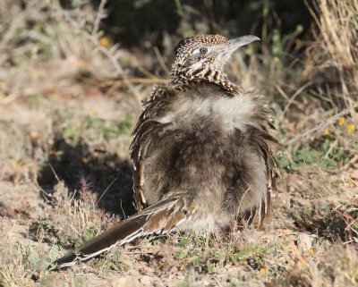 Greater Roadrunner