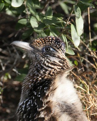 Greater Roadrunner