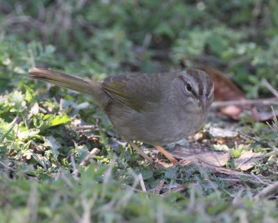 Olive Sparrow