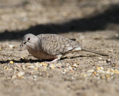 Inca Dove