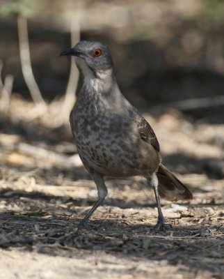 Curve-billed Thrasher