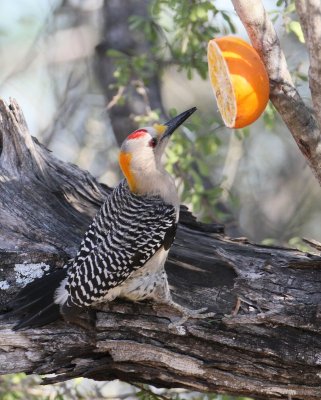 Golden-fronted Woodpecker