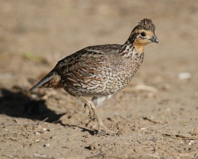 Northern Bobwhite