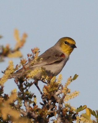 Verdin