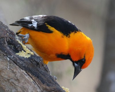 Altamira's Oriole