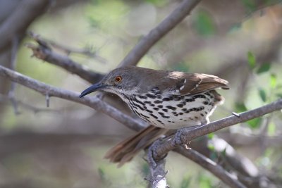 Long-billed Thrasher