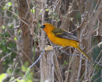 Altamira's Oriole