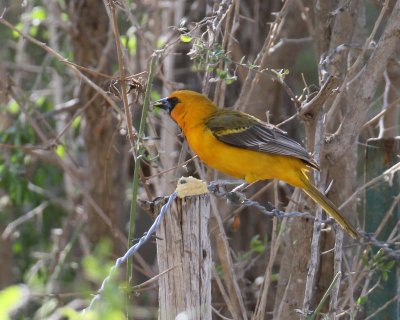 Altamira's Oriole