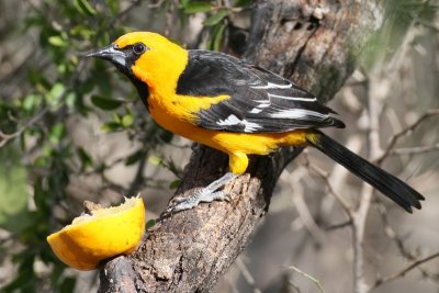 Altamira's Oriole