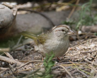 Olive Sparrow