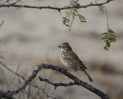 Savannah Sparrow