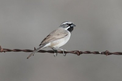 Black-throated Sparrow