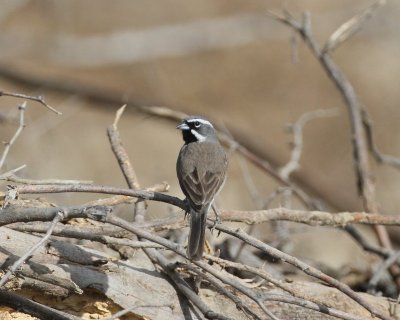 Black-throated Sparrow