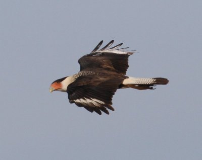 Crested Caracara