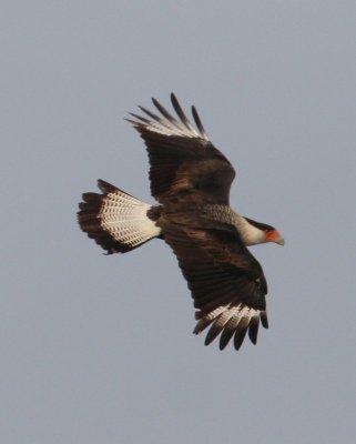 Crested Caracara