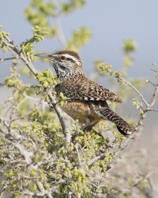 Cactus Wren