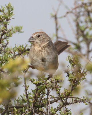 Canyon Towhee