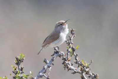 Rock Wren