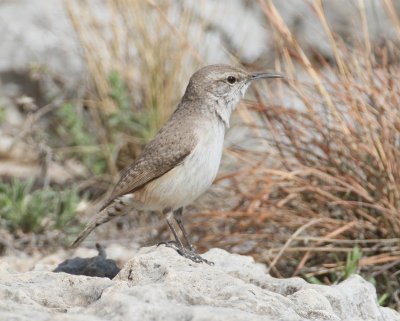 Rock Wren