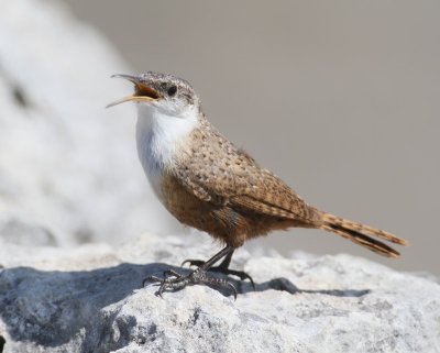 Canyon Wren