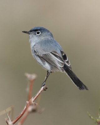 Blue-gray Gnatcatcher