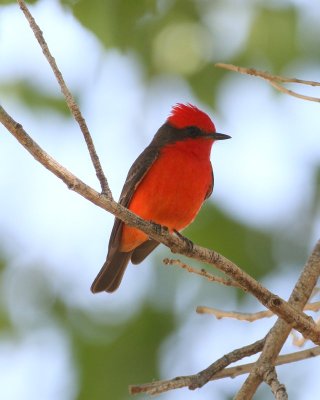 Vermilion Flycatcher