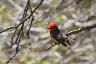 Vermilion Flycatcher