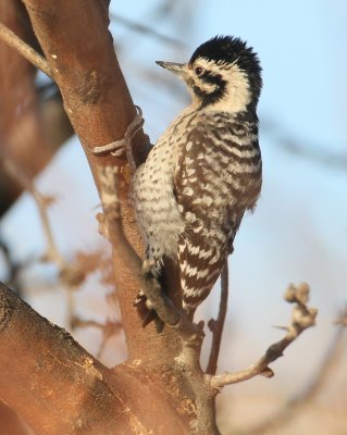 Ladder-backed Woodpecker