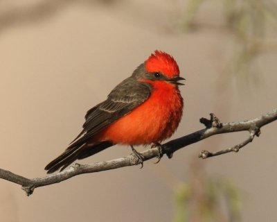 Vermilion Flycatcher