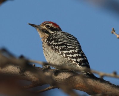 Ladder-backed Woodpecker