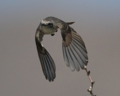 Vermilion Flycatcher