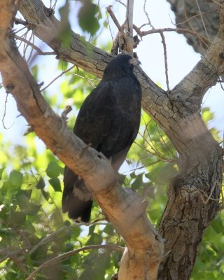 Common Black-Hawk