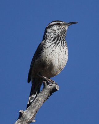 Cactus Wren