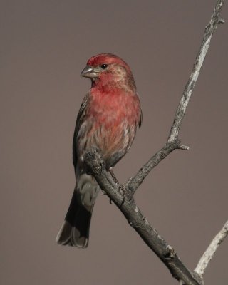 House Finch