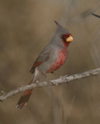 Pyrrhuloxia