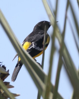 Scott's Oriole