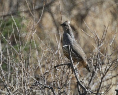 Scaled Quail