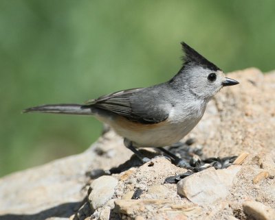 Black-crested Titmouse