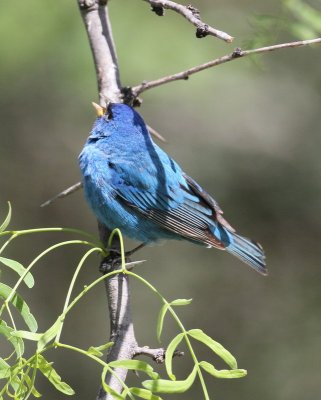 Indigo Bunting