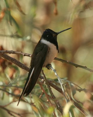 Birds of Southern Peru