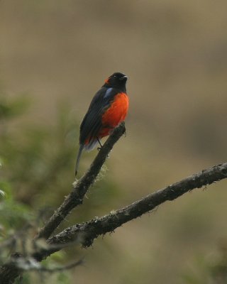 Scarlet-bellied Mountain-tanager