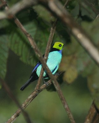 Paradise Tanager