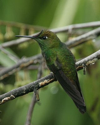 Violet-fronted Brilliant