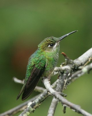 Violet Fronted Brilliant (Fem.)